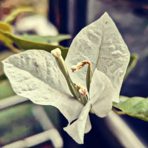 White Bougainvillea, Aging, India