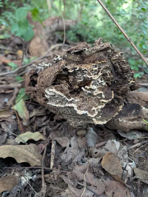 Fungus on a Rotting Log, India