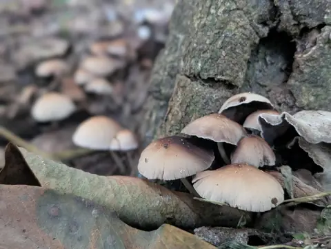 Mushrooms at the Roots, India