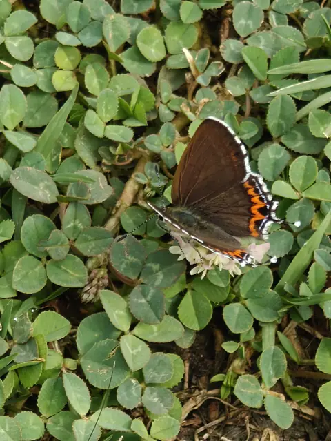 Butterfly on Clover, Himachal Pradesh, India