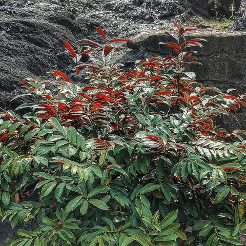 Red Flush, Western Ghats, India