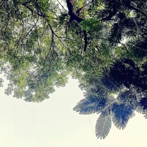 Looking Up, Looking Through, India