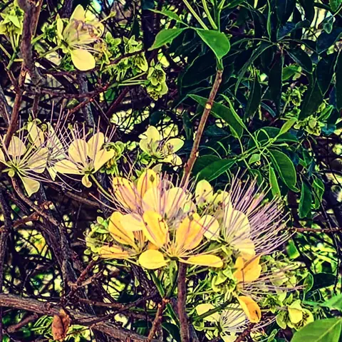 Cream Flowers, Purple Stamens, India