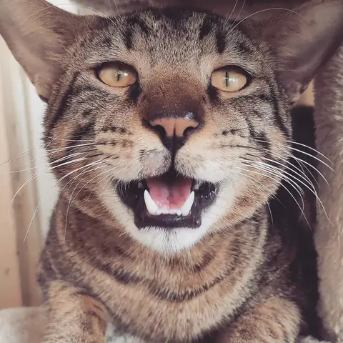 Cat, Open-Mouthed, Bangalore, India