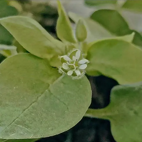 Chickweed Flower, India