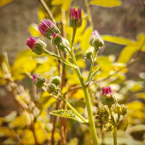 Cineraria Buds Opening, India