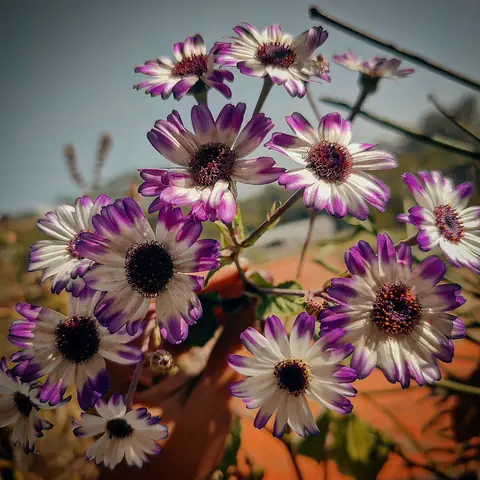 Cineraria, in a Crowd, Himachal Pradesh, India