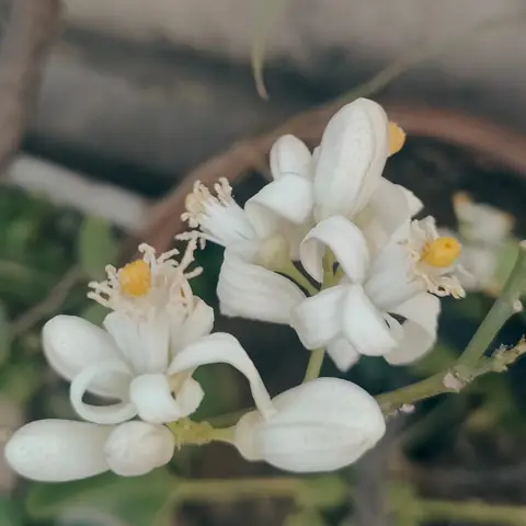 Citrus Blossom, India