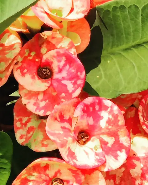 Coral Euphorbia, India