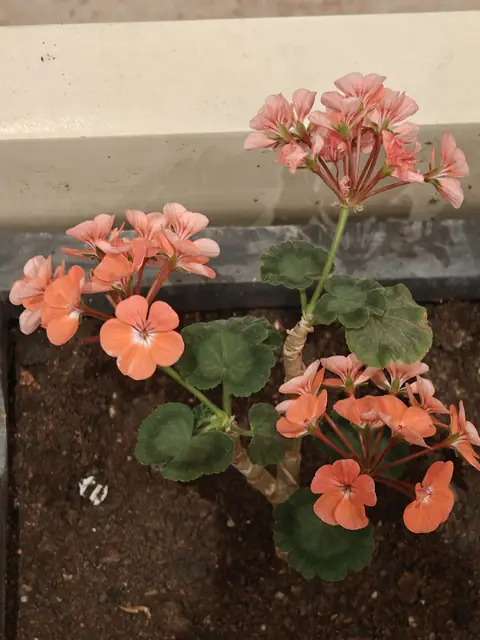 Coral Geraniums in a Window Box, Bengaluru, Karnataka