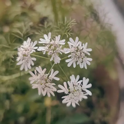 Coriander in Flower, India