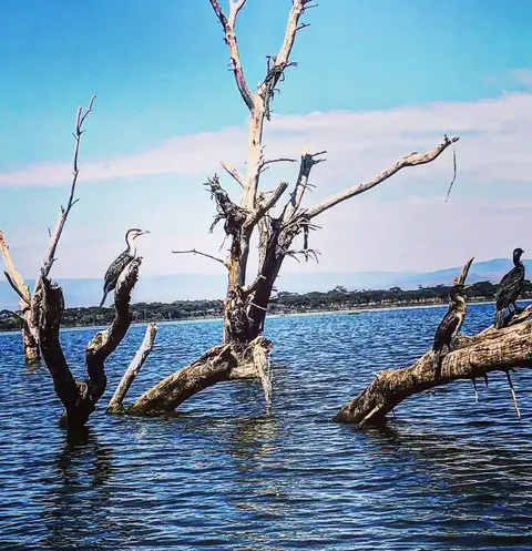 The Drowned Forest, Lake Naivasha, Kenya