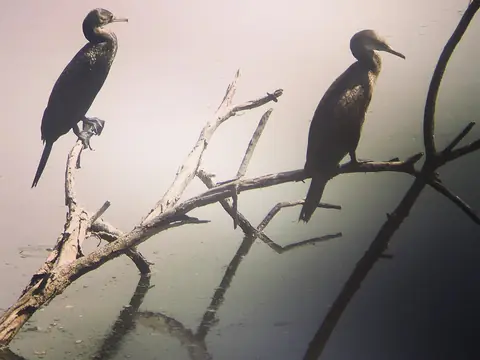 Morning Vigil, Keoladeo, Rajasthan