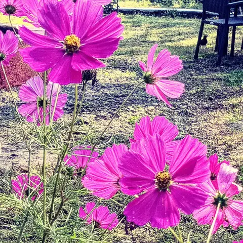 Cosmos by the Chair, Munnar, Kerala