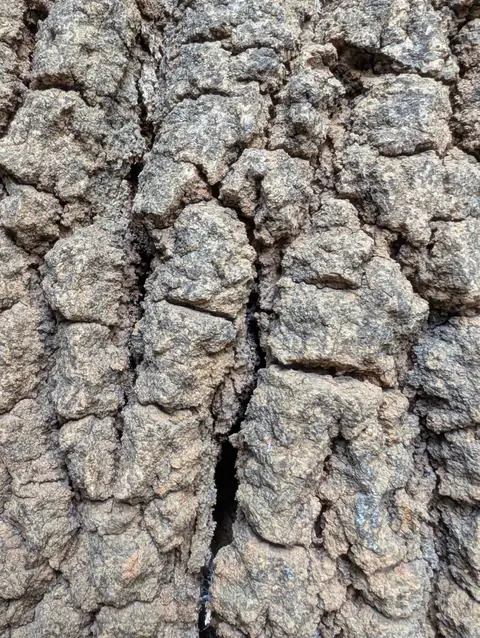 Cracked Bark Plates, India
