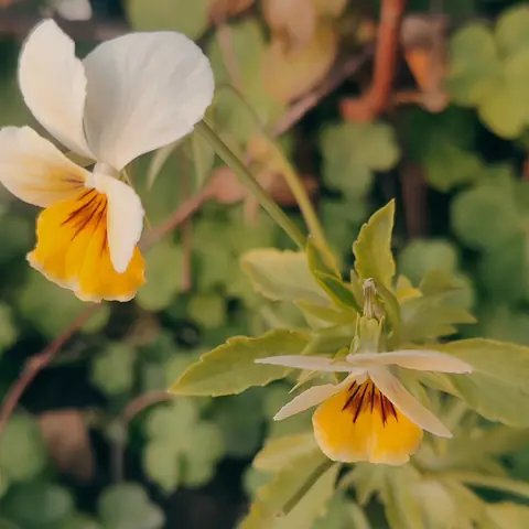 Two Violas Turning Away, India