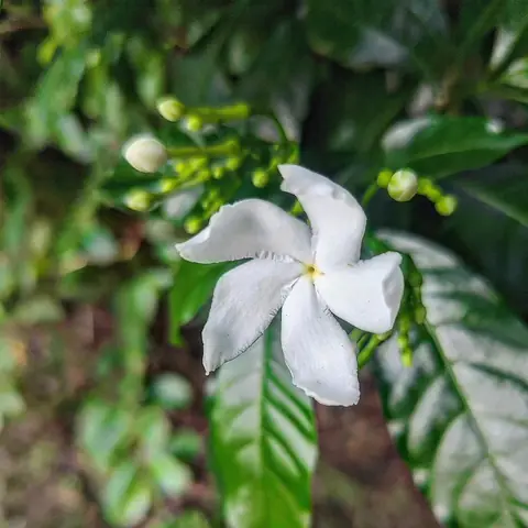 Crepe Jasmine, India