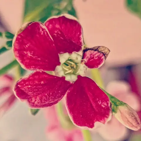 Crimson Petals, White Eye, India