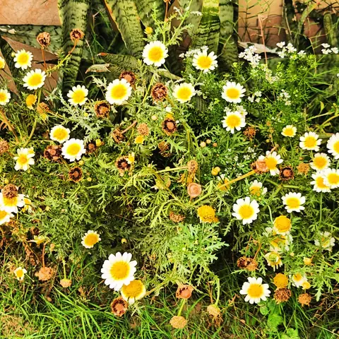 Crown Daisies Gone to Seed, Delhi