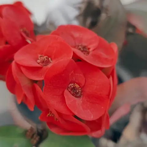 Red Crown of Thorns, India