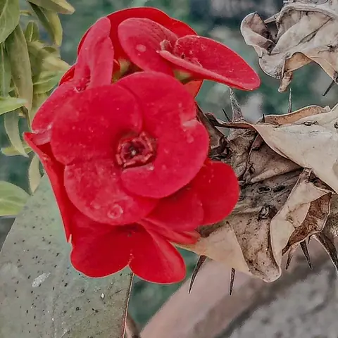 Crown of Thorns in Red, India