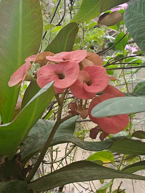 Salmon Crown of Thorns, Delhi