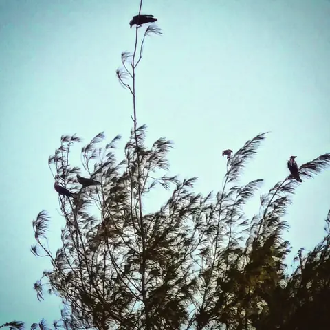 Crows on the Treetop, India