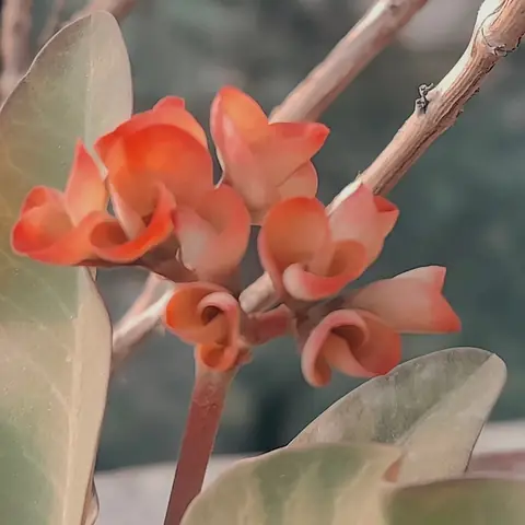 Coral Curls, India