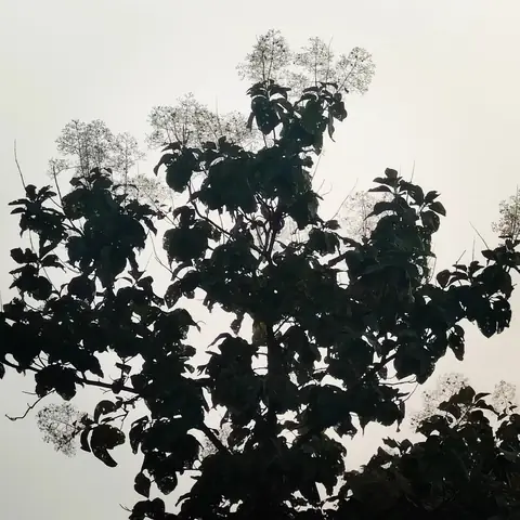 Teak in Flower, India