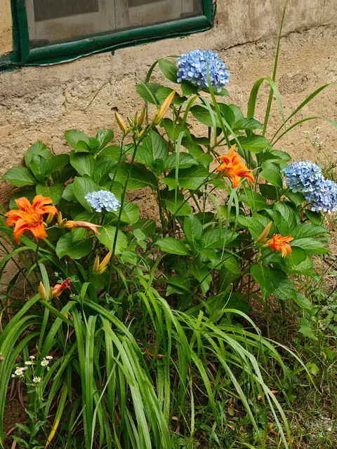 Daylilies and Hydrangeas, Himachal Pradesh, India