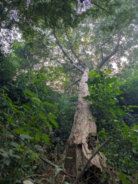Dead Trunk, Living Crown, India