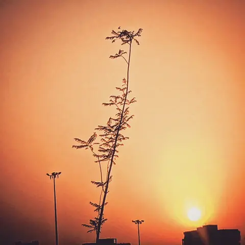 Sapling at Dusk, India