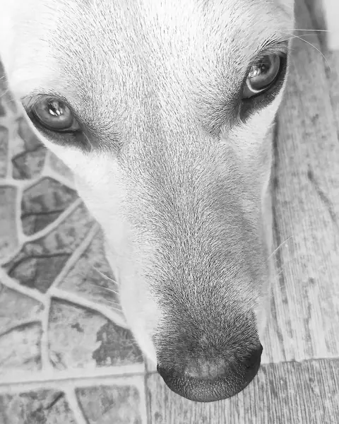 The Old Dog, Goa, India