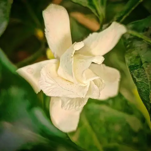 Double Crape Jasmine, India