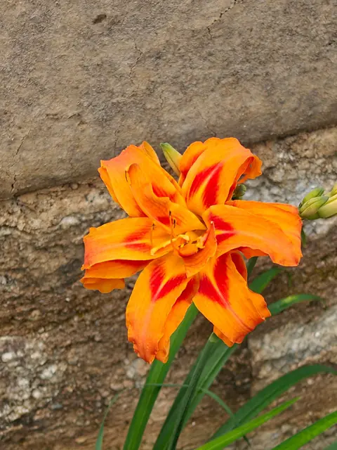 Double Daylily, Stone Wall, Himachal Pradesh, India