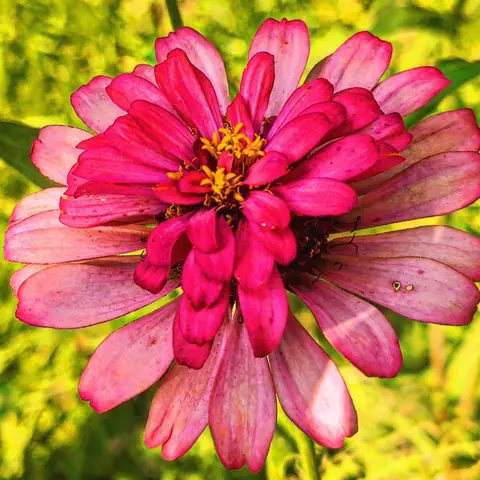 Double Pink Zinnia, India
