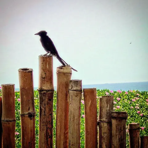 The Drongo's Watch, Coastal India