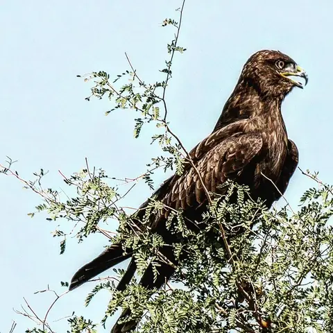 Raptor Watch, Ranthambore, Rajasthan