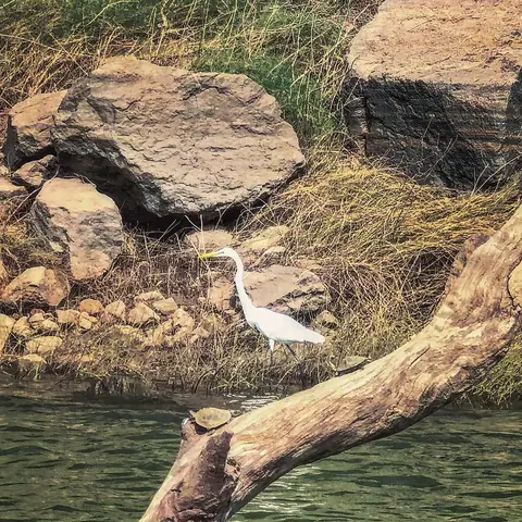 Egret on the Rocks, Central India