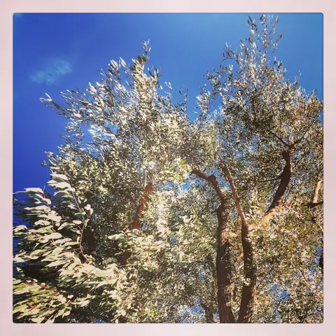 Eucalyptus Against Blue, India