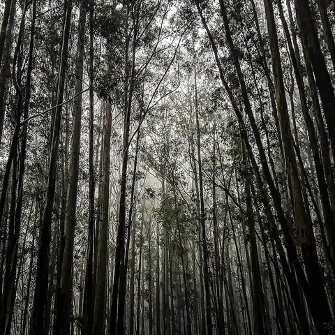 Eucalyptus, in Fog, Coorg, Karnataka