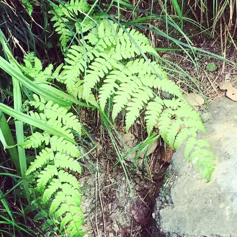 Fern, Holding Light, Western Ghats, India