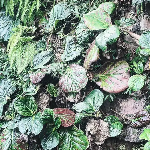 A Wall of Leaves, India