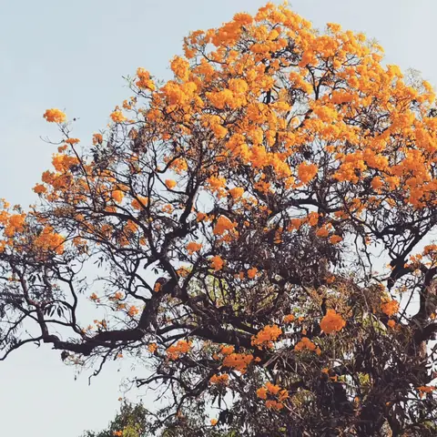 Trumpet Tree in Bloom, Bangalore, India
