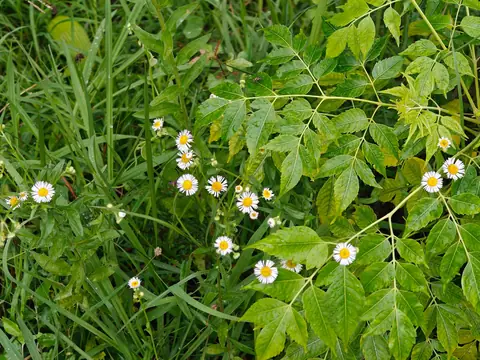 Fleabane in the Grass, Himachal Pradesh, India