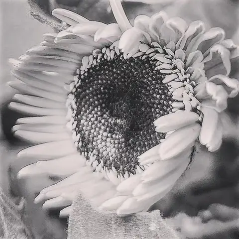 Spirals in Grey, India