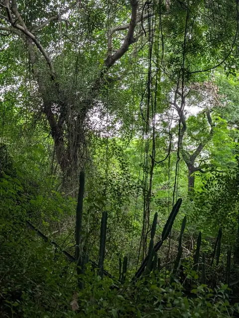 Lianas and Ribbed Stems, India