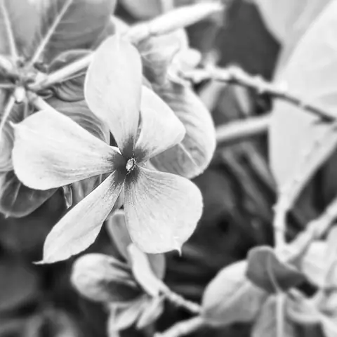 Periwinkle, in Monochrome, India