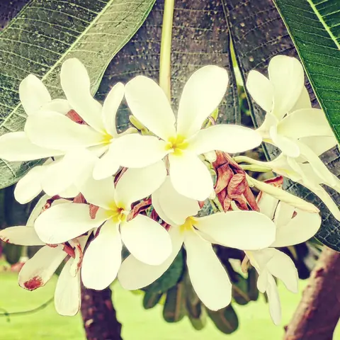 Frangipani, Heavy on the Branch, Goa, India