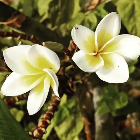 Two Frangipani Flowers, India